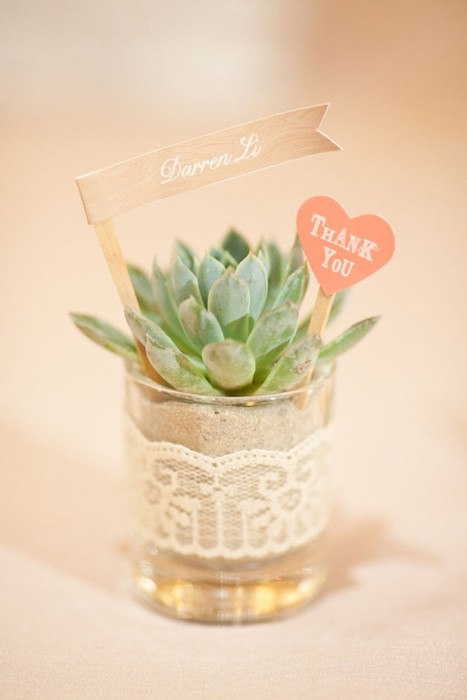 Succulent