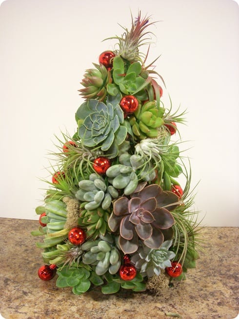 WLW-SucculentAirplantChristmasTree_E63F-succulent_tree_thumb