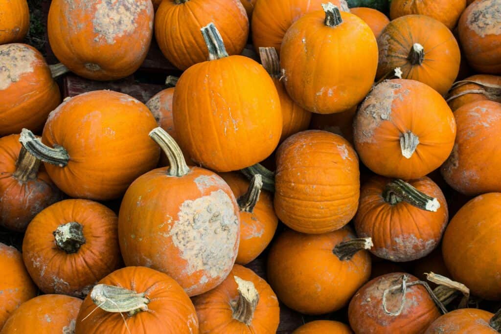 A bunch of pumpkins in a patch for carving